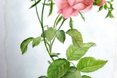 35-Rosa-1