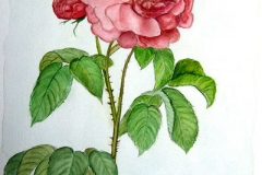 36-Rosa-2