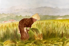 Récolte de riz