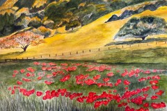 Champs de Coquelicots-40x31