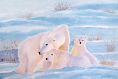 ours_polaires